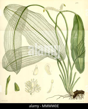 . Abbildung: Aponogeton madgascariensis (Syn. Ouvirandra fenestralis). 1856. Sir William Jackson Hooker (1785 - 1865) 53 Aponogeton madagascariensis Stockfoto