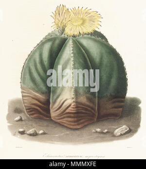 . Von Buch 60 Astrophytum myriostigma Lem Platte Stockfoto