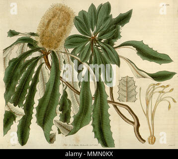 . Dies ist ein Abbild der Platte 2770 aus Volume LIV von Curtis's Botanical Magazine, berechtigt Banksia integrifolia. Gesamte-leaved Banksia. Die Anlage dargestellt ist banksia Banksia integrifolia (Küste). . 1827. Das Bild ist mit der Aufschrift "W. J. H. del', was darauf hinweist, dass sie von William Jackson Hooker abgegrenzt wurde. 71 Banksia integrifolia (Curtis's Botanical Magazine Platte 2770) Stockfoto