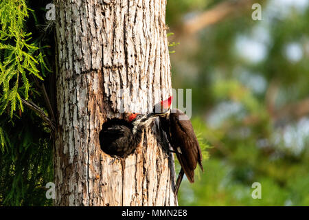 Nach Pileated Woodpecker Hylatomus pileatus Feeds seine Küken, wie es Einblicke aus dem Nest Loch in einem Neapel, Florida Baum. Stockfoto