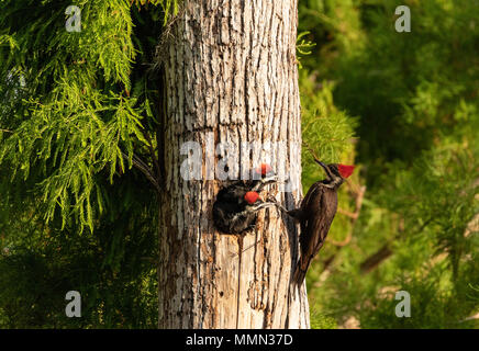 Nach Pileated Woodpecker Hylatomus pileatus Feeds seine Küken, wie es Einblicke aus dem Nest Loch in einem Neapel, Florida Baum. Stockfoto