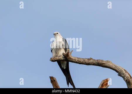 Weiße und graue männliche swallow-tailed kite Elanoides forficatus Sitzstangen auf einem toten Baum in Naples, Florida Stockfoto