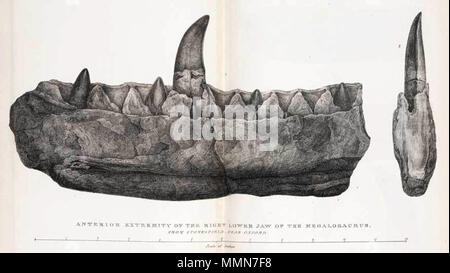 . Gravur von William Buckland's 'Hinweis auf der Megalosaurus oder großes Fossil Lizard von Stonesfield', 1824. Bildunterschrift lautet "vordere Extremität des rechten Unterkiefers von Megalosaurus von Stonesfield in der Nähe von Oxford. . 1824. Maria Morland (später Buckland) 103 Buckland, Megalosaurus Kiefer Stockfoto