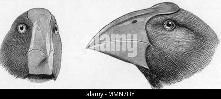 . English: südinseltakahe (Porphyrio hochstetteri): Der Schnabel ist sehr hoch aber schmal. Englisch: Genus NOTORNIS, General Rechnung Eigenschaften. . Kersti 15:14, 4. Februar 2008 (UTC). Buller 104 Bul 01 Takahe 1. Stockfoto