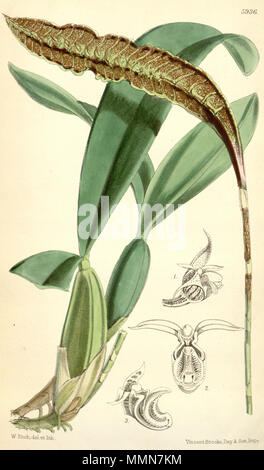 . Abbildung: Bulbophyllum maximum (syn. Megaclinium purpuratum). 1871. Walter Hood Fitch (1817-1892) del. et lith. Beschreibung von Joseph Dalton Hooker (1817 - 1911) 104 Bulbophyllum maximum (syn. Megaclinium purpuratum) - Curtis '97 (Ser. 3 Nr. 27) pl. 5936 (1871) Stockfoto