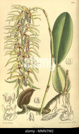 . Abbildung: Bulbophyllum weddelii. 1904. M. S. del. (= Matilda Smith, 1854-1926), J. N. Fitch lith. (= John Nugent Fitch, 1840 - 1927) Beschreibung von William Botting Hemsley (1843-1924) 104 Bulbophyllum weddelii Stockfoto