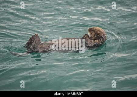 Die Kachemak Bay, Alaska, USA: Seeotter (Enhydra lutris), eine völlig Aquatic marine Otter der nördlichen Pazifikküste. Stockfoto