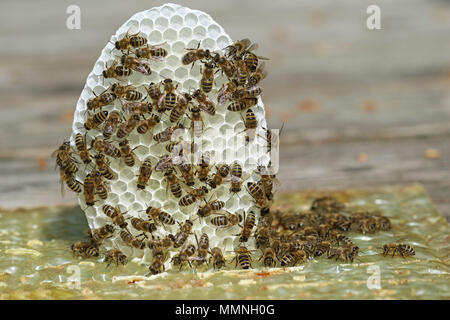 Close up Gruppe von jungen Bienen mit kleinen weißen Wabe auf hölzernen Hintergrund Stockfoto