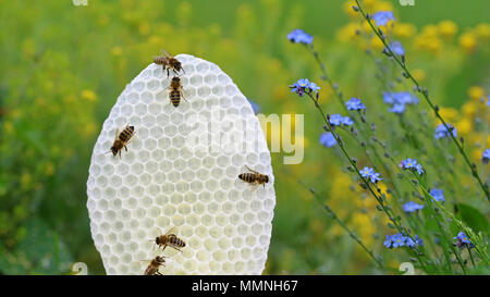 Runde weiße Bienen auf Wabe mit gelben und blauen Blumen Hintergrund Stockfoto