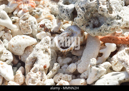 Einsiedlerkrebs am Strand umgeben von Korallen in Seychellen Stockfoto