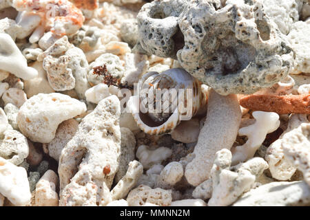 Einsiedlerkrebs am Strand umgeben von Korallen in Seychellen Stockfoto