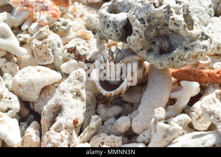 Einsiedlerkrebs am Strand umgeben von Korallen in Seychellen Stockfoto