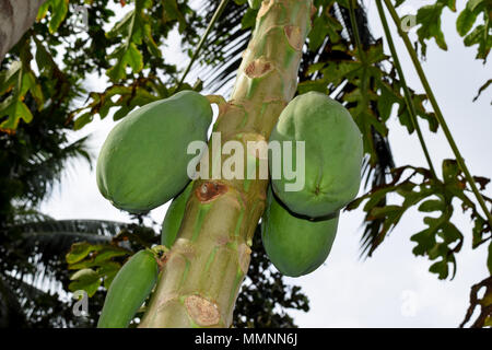 Papaya Früchte wachsen auf dem Baum in Seychellen Stockfoto