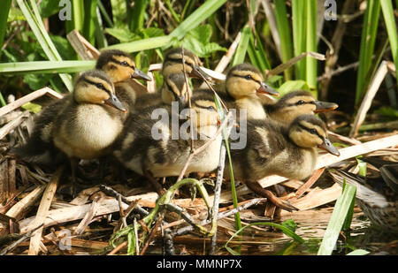 Eine Gruppe von süßen Entlein Stockente (Anas platyrhynchos) stehen im Schilf an der Seite eines Baches. Stockfoto