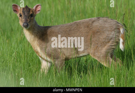 Eine nette junge MUNTJAC Rotwild (Muntiacus reevesi) Ernährung in einer Wiese. Stockfoto