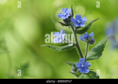 Eine herrliche Blüte wildflower Pentaglottis sempervirens, Grün, immergrüne alkanet bugloss, oder alkanet. Stockfoto