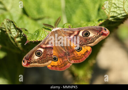 Eine atemberaubende männliche Kaiser Motte (Saturnia pavonia) auf ein Blatt. Stockfoto