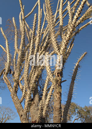 Didierea madagascariensis, octopus Baum, Adansonia, Ifaty, stacheligen Wald südliche Madagaskar Stockfoto