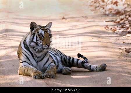 Tiger am Anschluss, Bandhavgarh Nationalpark, Indien Stockfoto