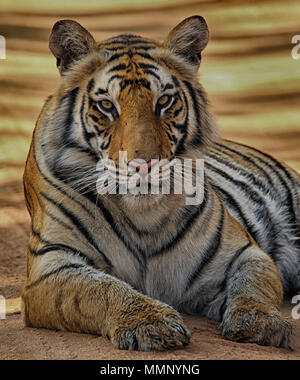 Tiger am Anschluss, Bandhavgarh Nationalpark, Indien Stockfoto