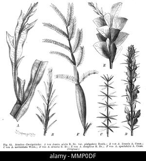 . Abbildung aus dem Buch Abb. A Acacia alata var. platyptera; b Acacia Acacia verticillata Lineata; C; D Acacia Paradoxa=Accia armata; E Acacia truncata=Akazie decipiens; F Akazie Californica 25 Acacia Zweige Taub 63 Stockfoto