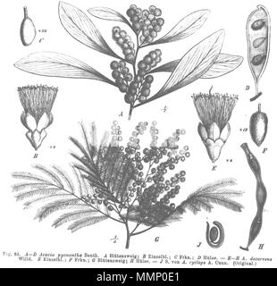 . Abbildung aus dem Buch Abb. A-D Acacia pycnantha Abb. E-H Acacia decurrens Abb. H Acacia Cyclops 25 Acacia spp Taub 64 Stockfoto