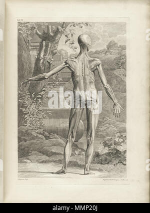 . Englisch: Autor: Schmidt, Bernhard Siegried, 1697-1770. Artist: Wandelaar, Jan, 1690-1759. Graveure: Charles Grignion (1717-1810); Jean-Baptiste Scotin (b. 1678); Ludovico-Antonio Ravenet (Fl. 1751); und Louis-Pierre Boitard (Fl. 1750). Titel: Tabulae sceleti et musculorum corporis Humani. Titel, wie es auf der Titelseite erscheint: Bernardi Siegfried Albini Tabulae sceleti et musculorum corporis Humani. Publikation: Londini: Typis H. Woodfall, impensis Johannis et Pauli Knapton, M.DCC. Xlix. [1749]. Sortierung: [94] S., XXV [d. h. 40] Blätter der Platten; 72 cm. Allgemeine Hinweise: Erste in Le veröffentlicht. Stockfoto