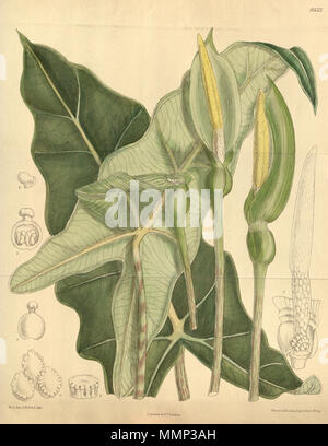 . Alocasia micholitziana, Araceae. 1913. M.S. del, J. N. Fitch, Lith. 39 Alocasia micholitziana 139-8522 Stockfoto