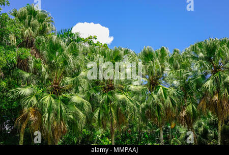 Palmen am Botanischen Garten auf Mauritius. Mauritius ist ein Inselstaat im Indischen Ozean etwa 2.000 Kilometer. Stockfoto