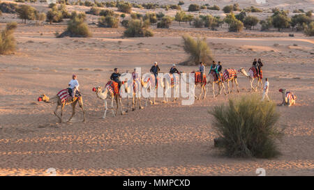 Ein Kamel Zug mit Touristen genießen den Sonnenuntergang in der Dubai Desert Conservation Reserve, ersten Nationalpark der VAE Stockfoto