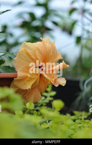 Nahaufnahme der Photographie der Hibiskus Blüte im Gewächshaus. Stockfoto