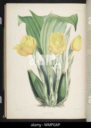 . Abbildung: Anguloa clowesii. zwischen 1862 und 1865. Robert Warner (1815 - 1896) Alternative Namen R. Warner Beschreibung britische Botaniker Geburtsdatum / Tod 1815 vom 17. Dezember 1896 Kontrolle: Q 2885507 VIAF:? 93657770 Botaniker:? R. Warner SUDOC:? 191253944 Anguloa clowesii Stockfoto