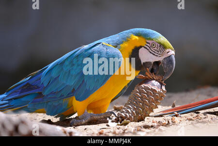 Gelbbrustara Ara oder Blau und Gold Ara (Ara ararauna) essen Pine Cone Stockfoto