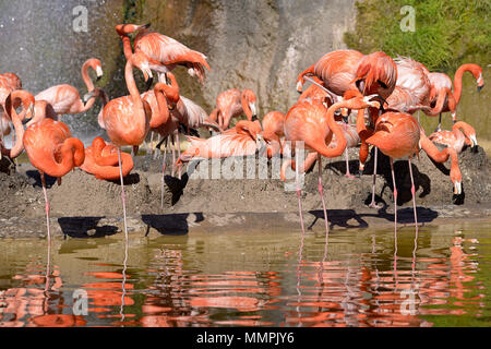 Gruppe der Karibik Flamingos (Phoenicopterus ruber) im Wasser und auf dem Boden Nester Stockfoto