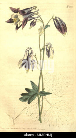 . Aquilegia × hybrida. 1809. Sims Aquilegia hybrida Sims. -- Bot. Mag. 30. t. 1221. 1809 Stockfoto