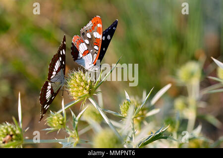 Zwei südlichen White Admiral Schmetterlinge (Limenitis Reducta) Fütterung auf Disteln Stockfoto