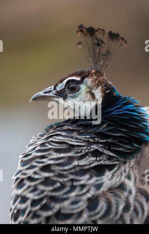 Close-up Portrait von Kopf der weiblichen Blauen indischen Pfauen (peahen) Vogelarten, die Crest/Krone Ornament und braun und grau gefärbte Federn, Dorset, Großbritannien. Stockfoto