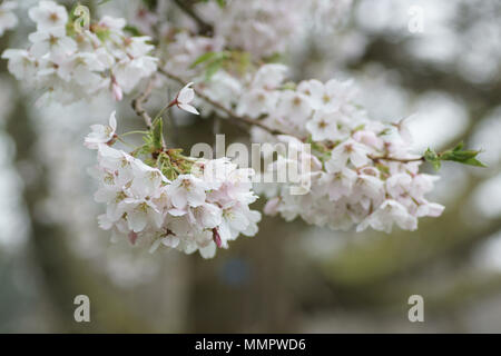 Yoshino Cherry (Prunus x yedoensis) Stockfoto