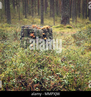 Mit Moos und Honig agaric Pilze Stumpf. Herbst Tag. Nördlichen Natur. Insel Walaam, Karelien, Russland. Stockfoto