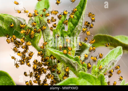 Eine Kugel von baby European Garden Spider in einem polytunnel in Mid Wales Stockfoto