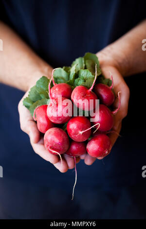 Radieschen in den Händen eines Mannes. Halten Sie den Rettich Stockfoto