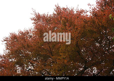 Hell orange und rot Burst von den Bäumen im Frühjahr erstreckt sich über den Süden von England. Stockfoto