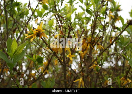 Kleine gelbe Blüten schmücken die Büsche beginnen, sich in der Hitze zu verwelken. Stockfoto