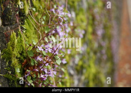 Kleine lila Blumen kriechen einen Bemoosten Wall im Süden von England. Stockfoto