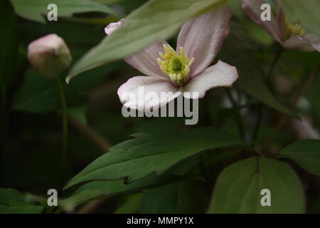 Kleine lila Blumen anfangen, in der Wärme des Frühlings im Süden von England zu öffnen. Stockfoto