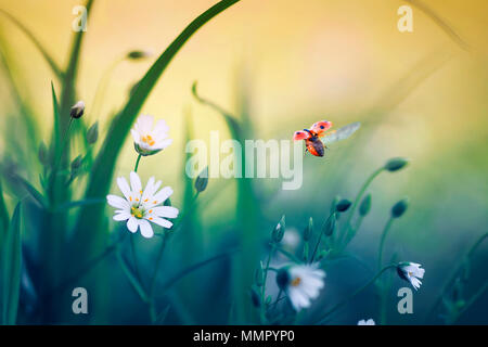 Natürliche Hintergrund mit kleinen Marienkäfer fliegen weit Ausbeulen Flügel über blühende Frühlingswiese an sonnigen hellen Tag Stockfoto