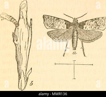 "Erste [-9] Jahresbericht über die schädliche, wohltuende und andere Insekten, des Staates Missouri, dem Zustand der Landwirtschaft, die aufgrund der Mittel für diesen Zweck von der Legislative des Staates" (1869) Stockfoto