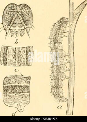 "Erste [-9] Jahresbericht über die schädliche, wohltuende und andere Insekten, des Staates Missouri, dem Zustand der Landwirtschaft, die aufgrund der Mittel für diesen Zweck von der Legislative des Staates" (1869) Stockfoto