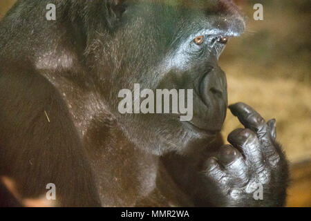 Detailansicht der Mandara, Matriarchin des Westlichen Flachlandgorillas an den National Zoo in Washington, DC. Stockfoto