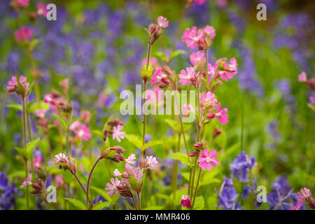 Red Campion unter einheimischen Britischen bluebells Blühen in den Wald. Stockfoto